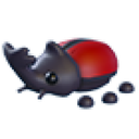 Rhino Beetle